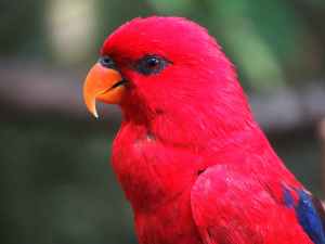 animal animal photography avian beak